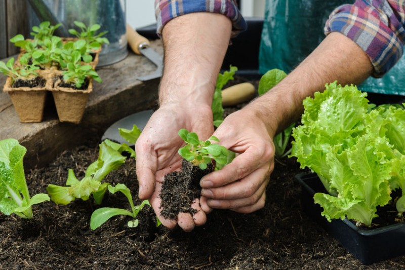 Jardinage / Alimentation animale