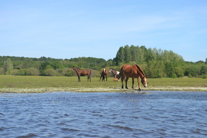 chevaux brivet