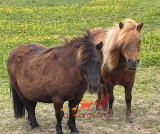 Ferme la Carav'âne - © Ferme la Carav'âne Ferme la Carav'âne