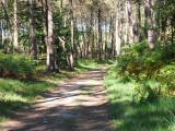 forêt de bernugat à Saint-Gildas-des-Bois