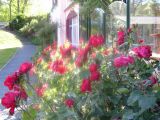 Roses en fleur près du Jardin de l'Isac