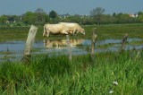 Vaches en estive dans les marais de Brière