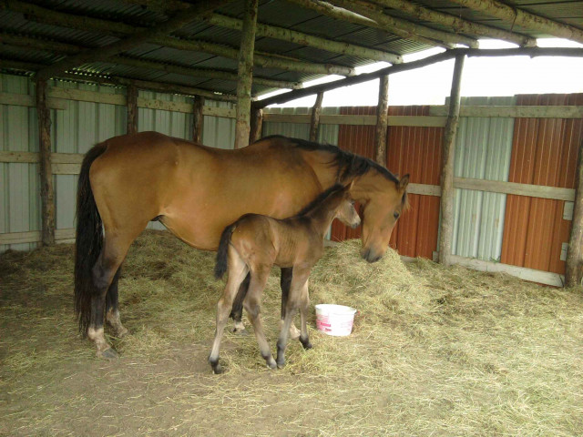 Au Galop Ecurie Emilie Guillon à Missillac
