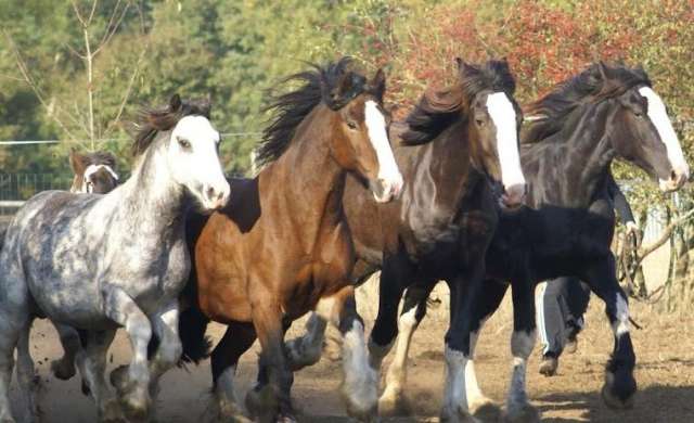 Centre équestre Horselou à Guenrouët