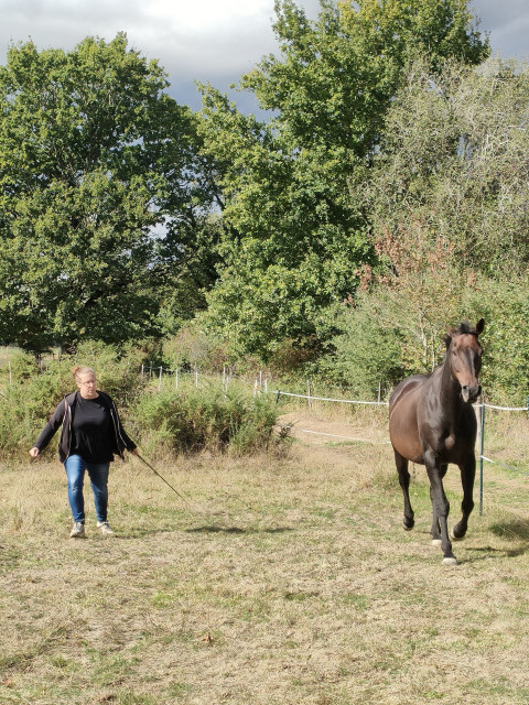 Ecuries les 2 rives