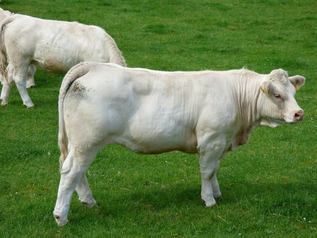 generique-charolaise-1216110
