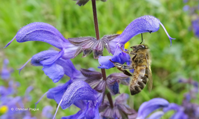 Abeille et sauge