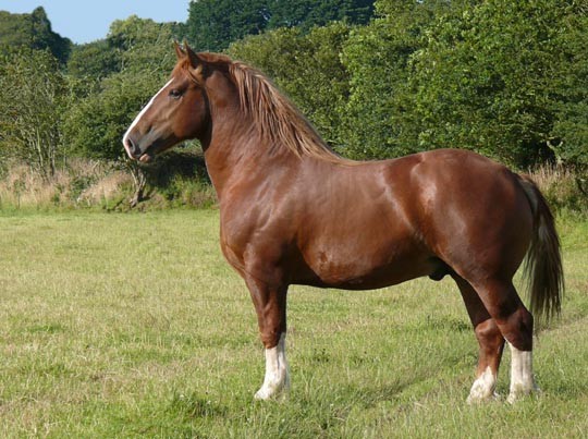 Association du cheval breton