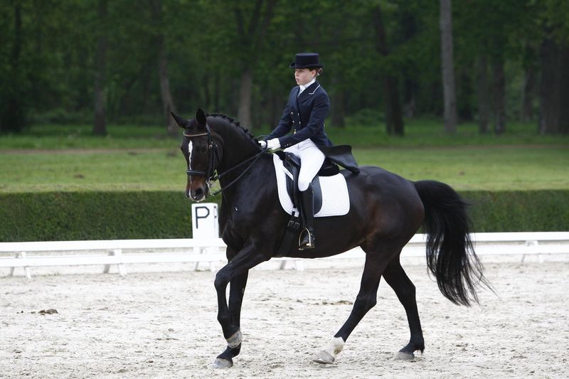 Au Galop Ecurie Emilie Guillon à Missillac