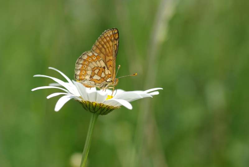 faune