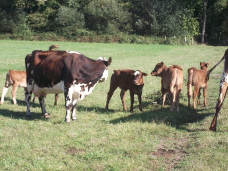 ferme-de-la-chataigneraie-ferme-de-la-chataigneraie-1216116 ferme-de-la-chataigneraie-ferme-de-la-chataigneraie-1216116