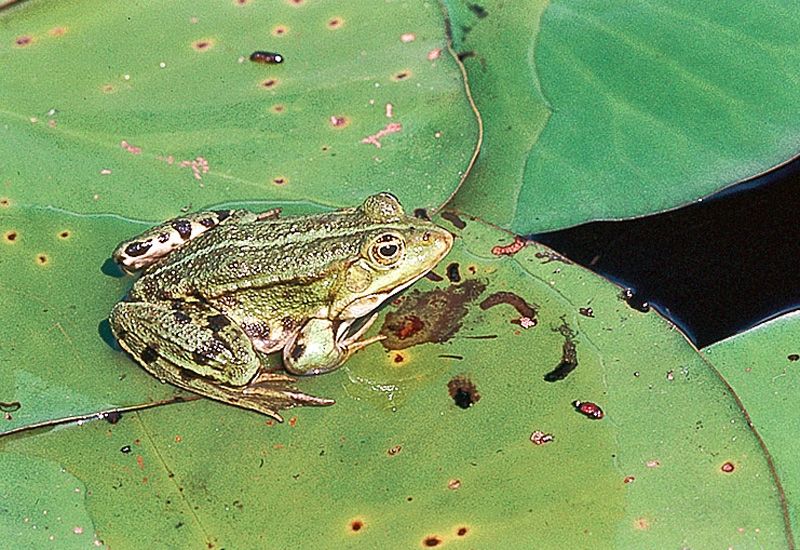 grenouille dans une des mares du marais du Gué neuf