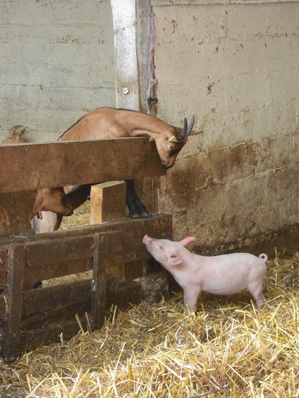 la-ferme-des-1001-cornes-ferme-des-1001-cornes-1-1216102