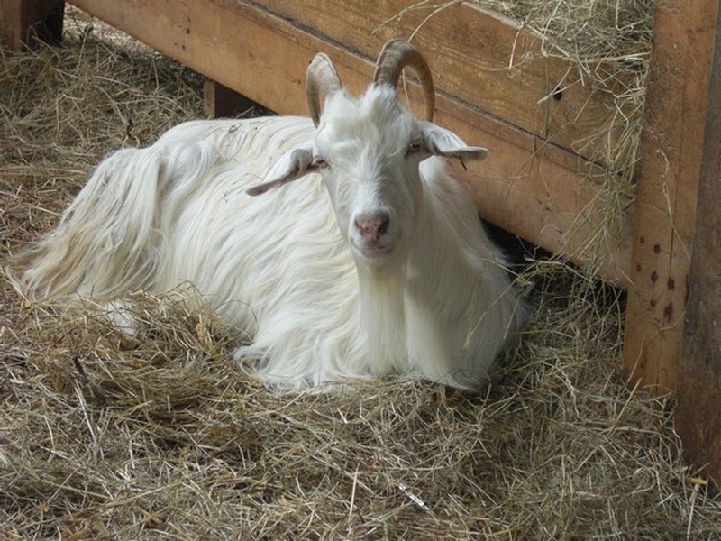 la-ferme-des-1001-cornes-ferme-des-1001-cornes-2-1216103