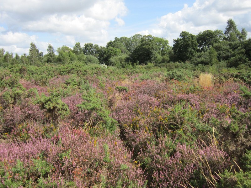 Landes de Bilais à Drefféac