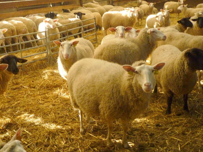 Moutons Ferme de la Mer de l'Isle