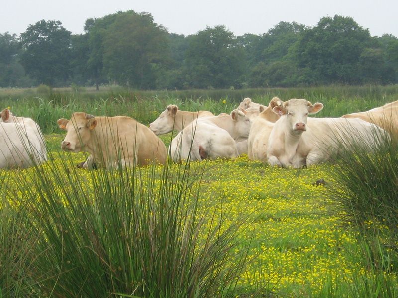 Vaches au repos dans les marais - crédit photo : A Lebreton