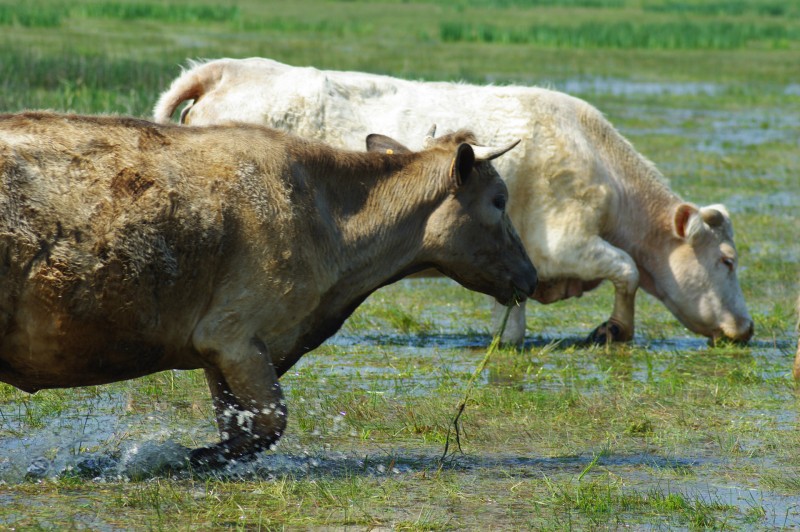 Vaches en estives sur les prairies inondables - Marais de Brière