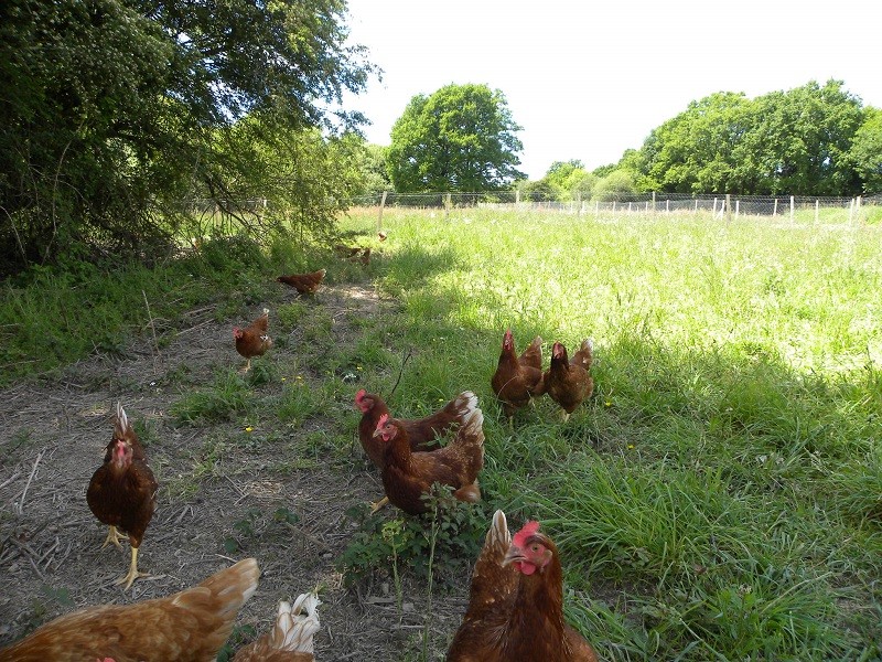 vanessa-lelant-ferme-st-lyphard-poules-3-1433880 vanessa-lelant-ferme-st-lyphard-poules-3-1433880