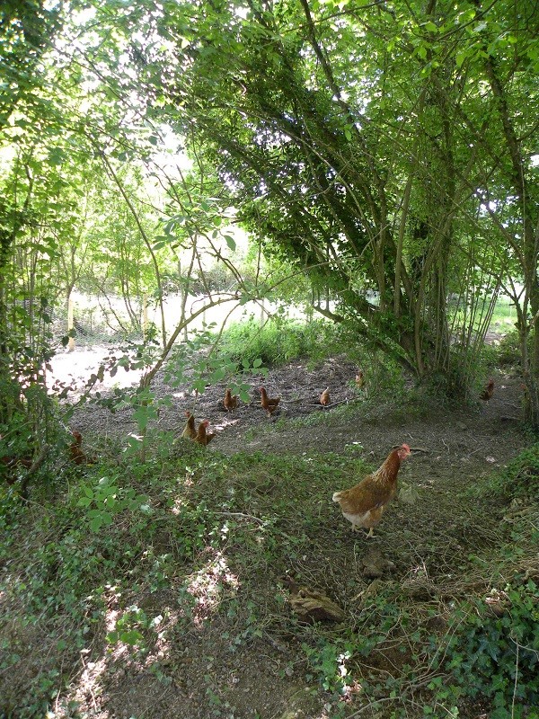 vanessa-lelant-ferme-st-lyphard-poules-6-1433881 vanessa-lelant-ferme-st-lyphard-poules-6-1433881