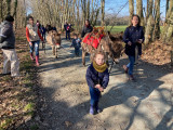 A la découverte des ânes 