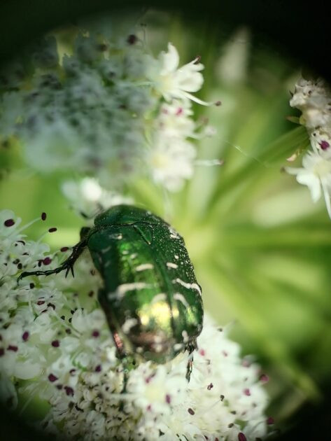 Des petites-bêtes et de la biodiversité chez moi ?