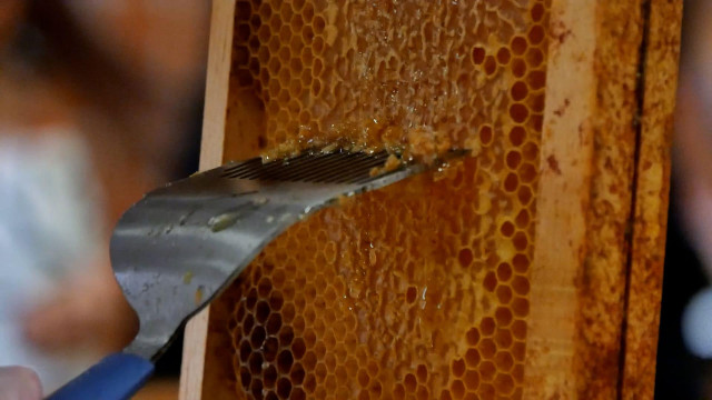 Extraction de miel 