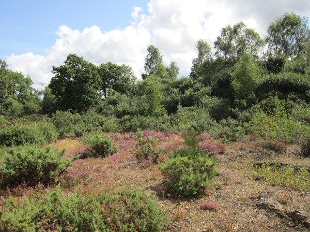 Landes de Bilais
