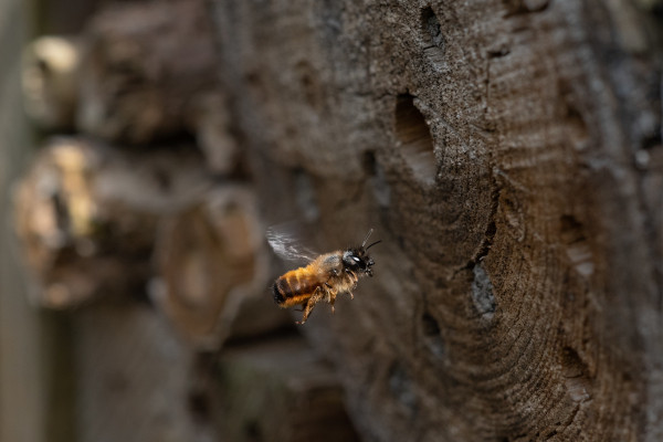 Les haies et les pollinisateurs : créez votre gîte à abeilles solitaires