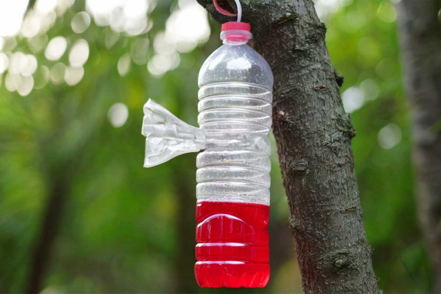Opération protection des abeilles