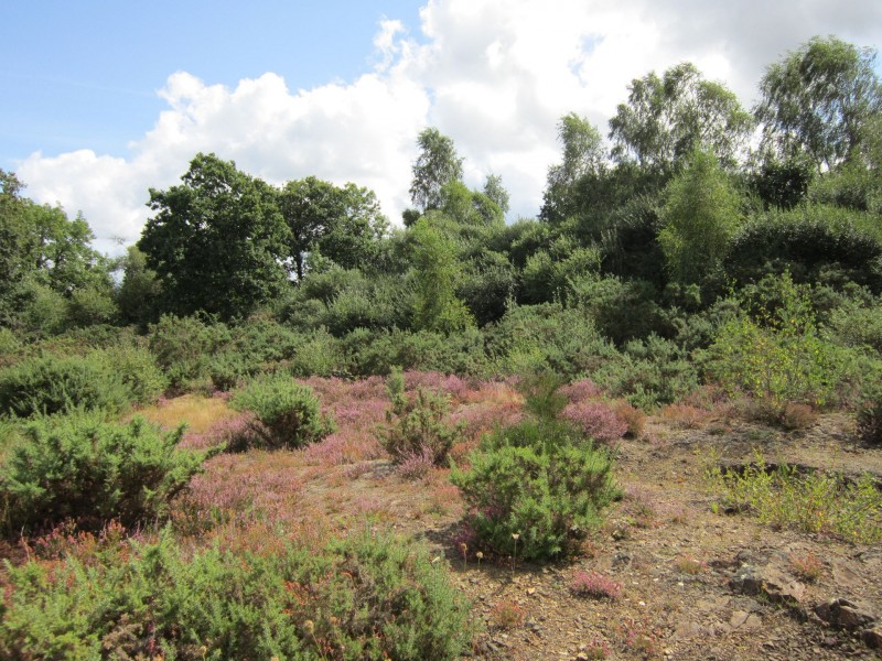 Landes de Bilais